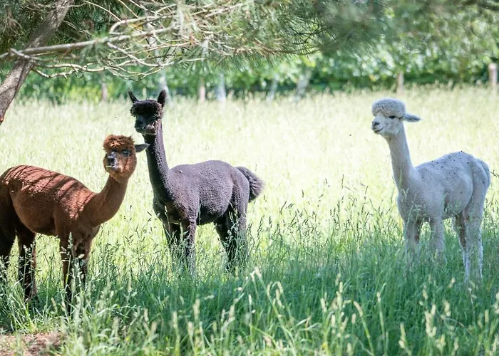 La Fermette Du Perougord A Rouffignac-st-cernin Perigord Noir 3*